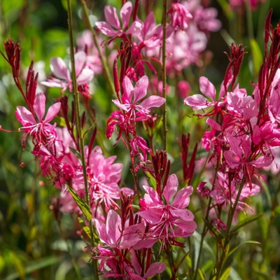 Gaura lindheimeri ´Gaudi Rose´