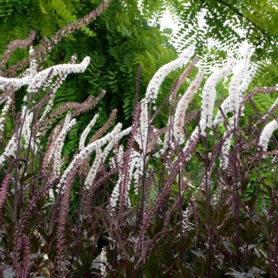 Actaea simplex ´Pink Spike´ P14