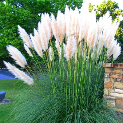 Pampová tráva - Cortaderia selloana ´White Feather´