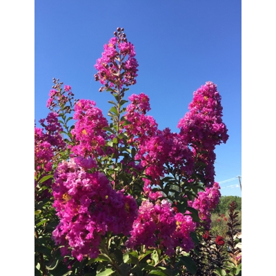 Myrta krepová tmavo ružová - Lagerstroemia indica ´Rosea´  Co10L  km1/2