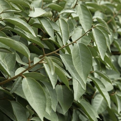 Elaeagnus ebbingei ´Compacta´ Co2L 20/25