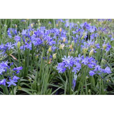 Agapanthus ´Charlotte´