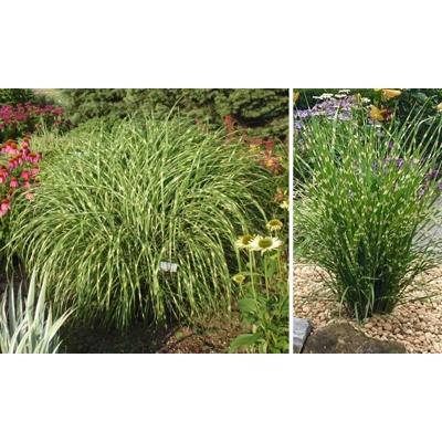 Ozdobnica ?ínska - Miscanthus sinensis 'Zebrinus'