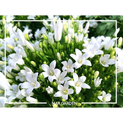 Campanula portenschlagiana 'White'  P12