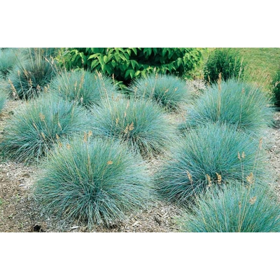 Festuca glauca