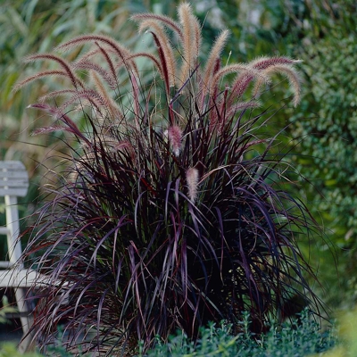Pennisetum setaceum ´Rubrum´