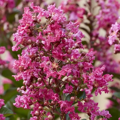 Myrta krepová ružová - Lagerstroemia indica ´Berry Dazzle´ Co4L 30/40