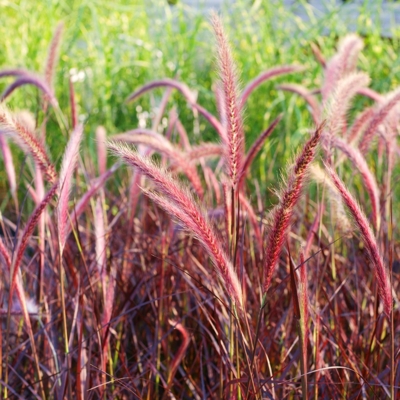 Pennisetum setaceum ´Rubrum´