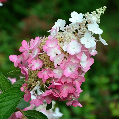 Hortenzia metlinatá - Hydrangea paniculata 'Pinky Winky'  - 30/40cm