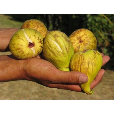 Figovník - Ficus carica ´Letenyei Sárga Óriás´ - 30/40cm