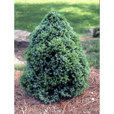 Smrek biely - Picea glauca ´Sanders Blue´-15/20cm