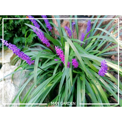 Liriope modrancovité ´Big Blue´ – Elegantná trvalka do tieňa