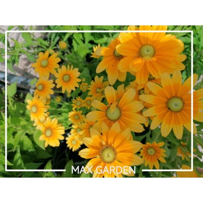 Rudbekia žiarivá  - Rudbeckia ´Praire Sun´