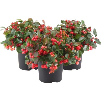 Gaultheria procumbens – gaultéria hrotitá | Dekoratívna pôdopokryvná rastlina
