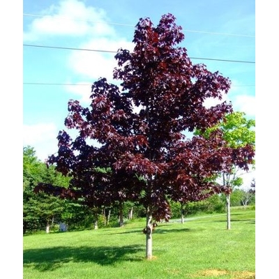 Javor mliečny - Acer platanoides ´Crimson King´ Co10L 4/6