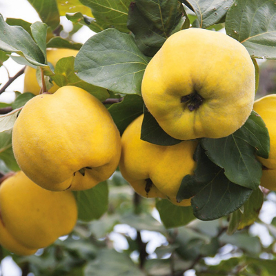 Dula podlhovastá - Cydonia oblonga 'Konstantinopel'