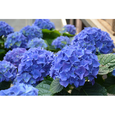Hortenzia kalinolistá - Hydrangea macrophylla 'Early Blue'® P14