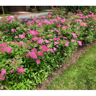 Spiraea japonica ´Neon Flash´ Co1L