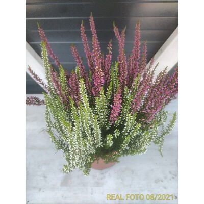 Vres oby?ajný - Calluna vulgaris ''Duo'' P12