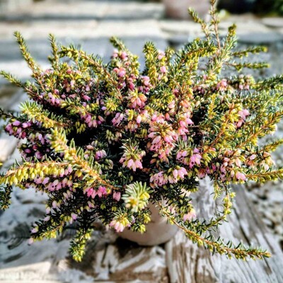 Erica darleyensis | Vresovec Darleyov | Najodolnejší zimný vresovec | maxgarden.sk