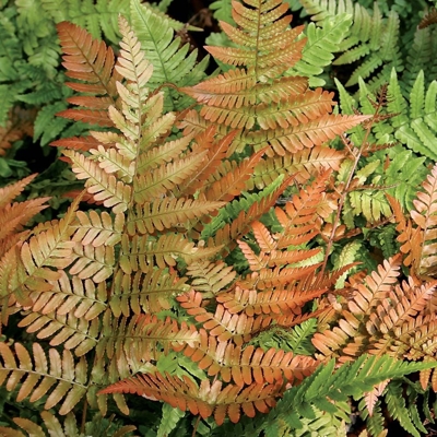 Papraď japonská - Dryopteris erythrosora 'Brilliance'