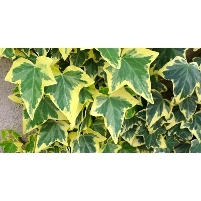 Brečtan alžírsky - Hedera algeriensis ´Gloire de Marengo´Co2L 60/80