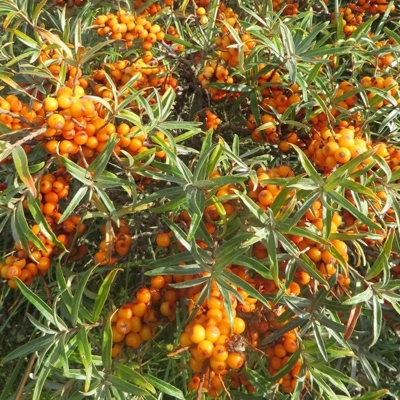 Rakytník rešetliakovitý SAMOSPRAŠNÝ -  Hippophae rhamnoides ´Friesdorfer Orange´ Co2,5L