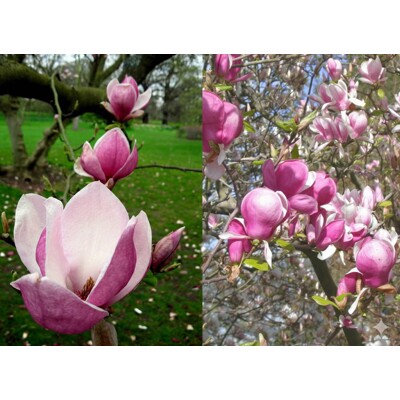 Magnólia 'Lennei' – majestátne veľkokvetá purpurová magnólia