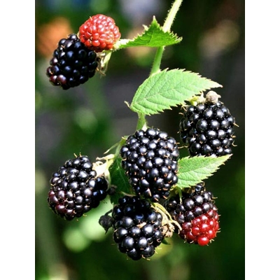 Ostružina černicová - Rubus fruticosus ´Black Satin´ Co2L 40+