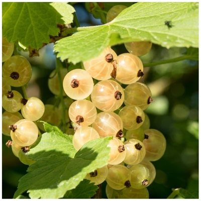 Ríbezľa biela - Ribes rubrum 'Witte Hollander' Co2L  40+