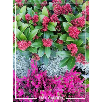 Skimia japonská' Rubella ' - Skimmia japonica ' Rubella' - 15/25cm