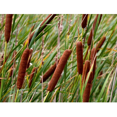 Typha angustifolia (Pálka úzkolistá): Elegantný filter pre jazierko
