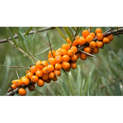 Rakytník rešetliakovitý SAMIČÍ ♀ Hippophae rhamnoides ´Leikora´ - 40+cm