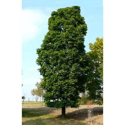 Javor mliečny - Acer platanoides ´Columnare´ Co25L 8/10