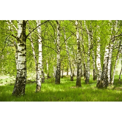 Breza previsnutá - Betula pendula Co15L  8/10