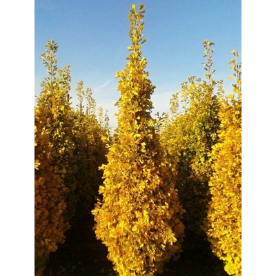 Ginko dvojlaločné - Ginko biloba 8/10