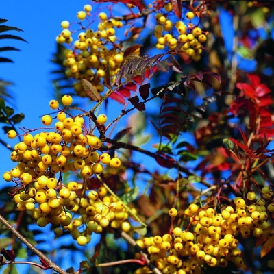 Sorbus arnoldiana ´Golden Wonder´ Co15L  6/8