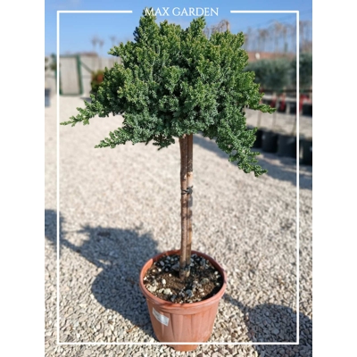 Borievka poliehavá - Juniperus procumbens ´Nana´ Co5L KM50