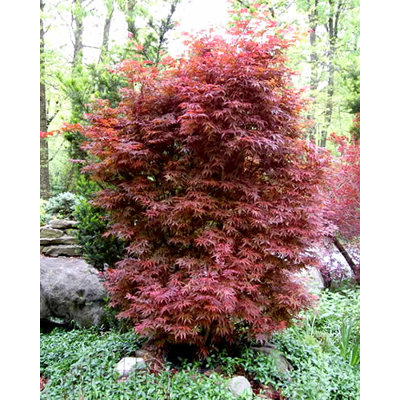 Javor dlaňolistý Bloodgood - Acer palmatum 'BLOODGOOD' Co18L 125/150