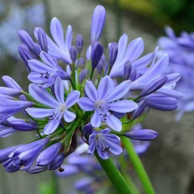 Agapanthus ´Charlotte´ Co2L