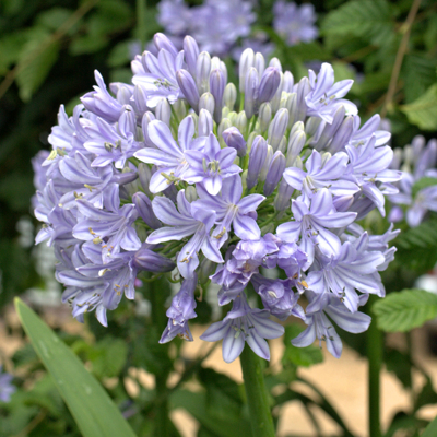 Agapanthus ´Charlotte´ Co2L