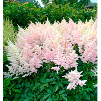 Astilba - Astilbe japonica ´Köln´ Co14