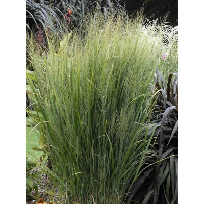 Panicum virgatum ´Northwind´ Co9