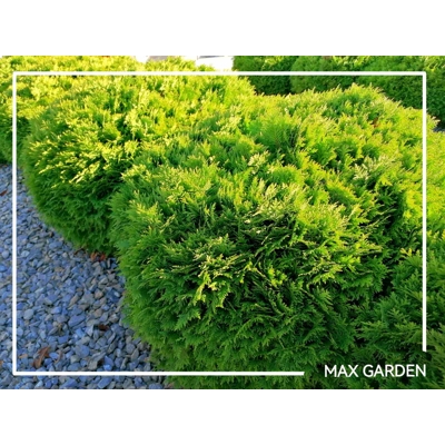 Tuja západná - Thuja occidentalis ´Danica´ - 20/25cm