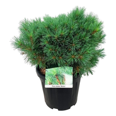 Borovica hladká  - Pinus strobus ´Nana´ Co9L  90/100