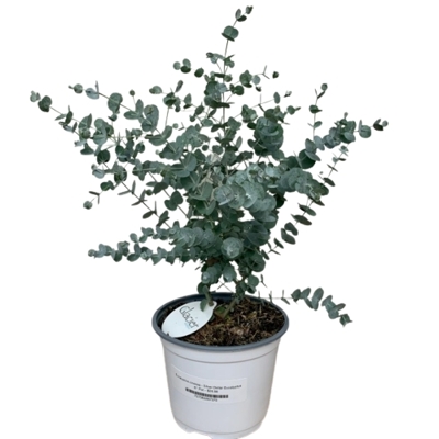 Eukalyptus - Eucalyptus cinerea -15/20cm