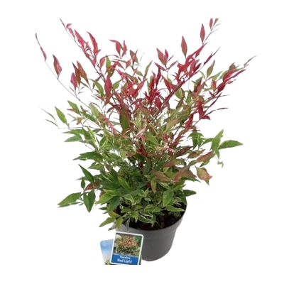 Bambus nebeský - Nandina domestica ´Obseseed´ Co7/10L