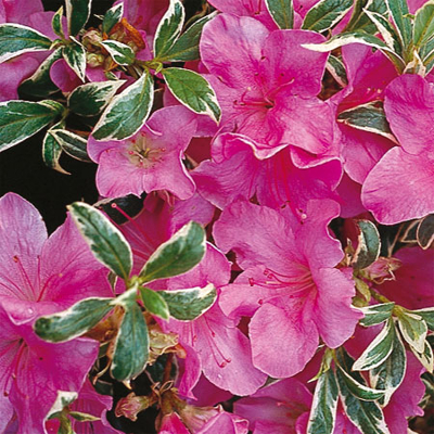 Azalka japonská - Azalea japonica 'SILVER SWORD' Co2.5L 20/30