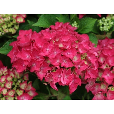 Hortenzia kalinolistá - Hydrangea macrophylla 'Hot Red' Co4L 25/30