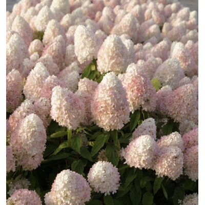 Hortenzia metlinatá - Hydrangea Paniculata ´Magical Summer´ - 50/60cm